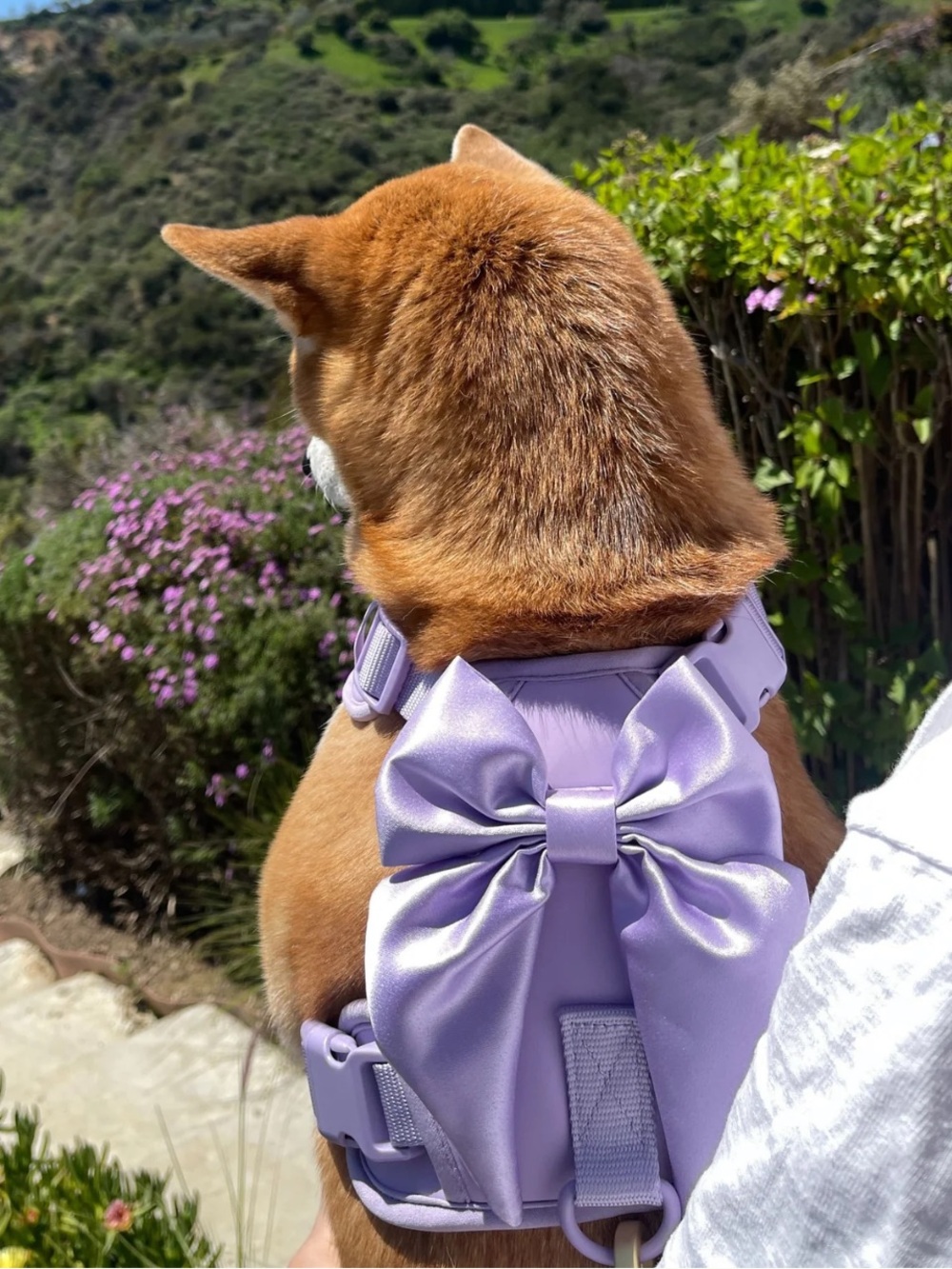 NWT furry muse harness